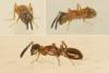 Anastatus sp.